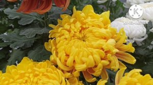 Maritza.Крупноцветковая горшечная хризантема. Описание сорта.