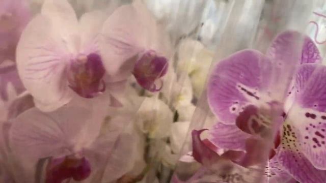 Новый завоз ОРХИДЕЙ / Моя отдушина и любовь / Эпицентр Паустовского ОДЕССА смотреть онлайн