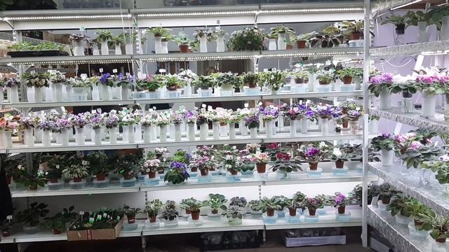 Магазин фиалок в Одессе . Добро пожаловать на открытие! 0983891416