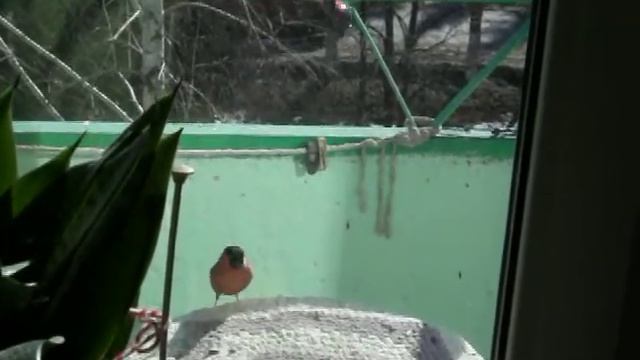 Птицы на балконе смотреть онлайн