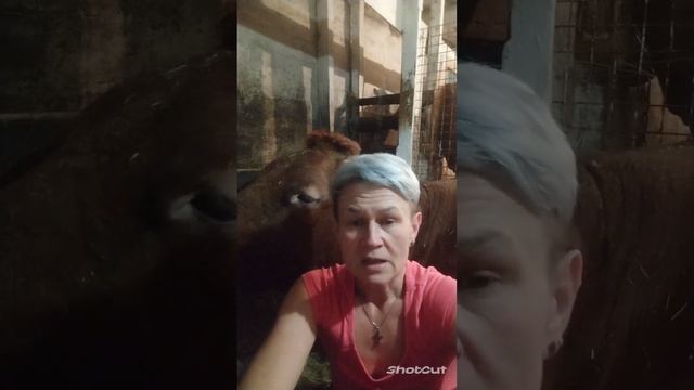 Лікуєм любий мастит☝️❗Мастит лікувати легко. смотреть онлайн