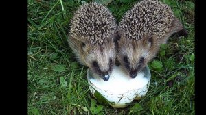 Что едят дикие животные