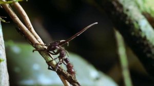 Жуткий гриб — Кордицепс