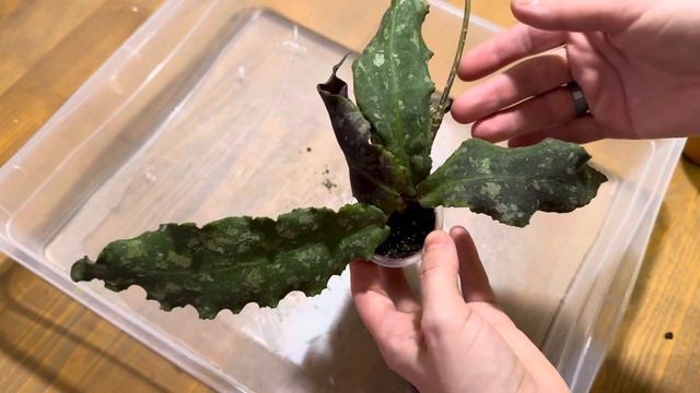 H. Undulata длинный лист-пересаживаю новинку коллекции смотреть онлайн