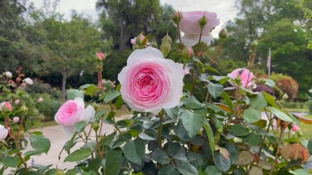 Tree Rose - Olivia Rose Austin