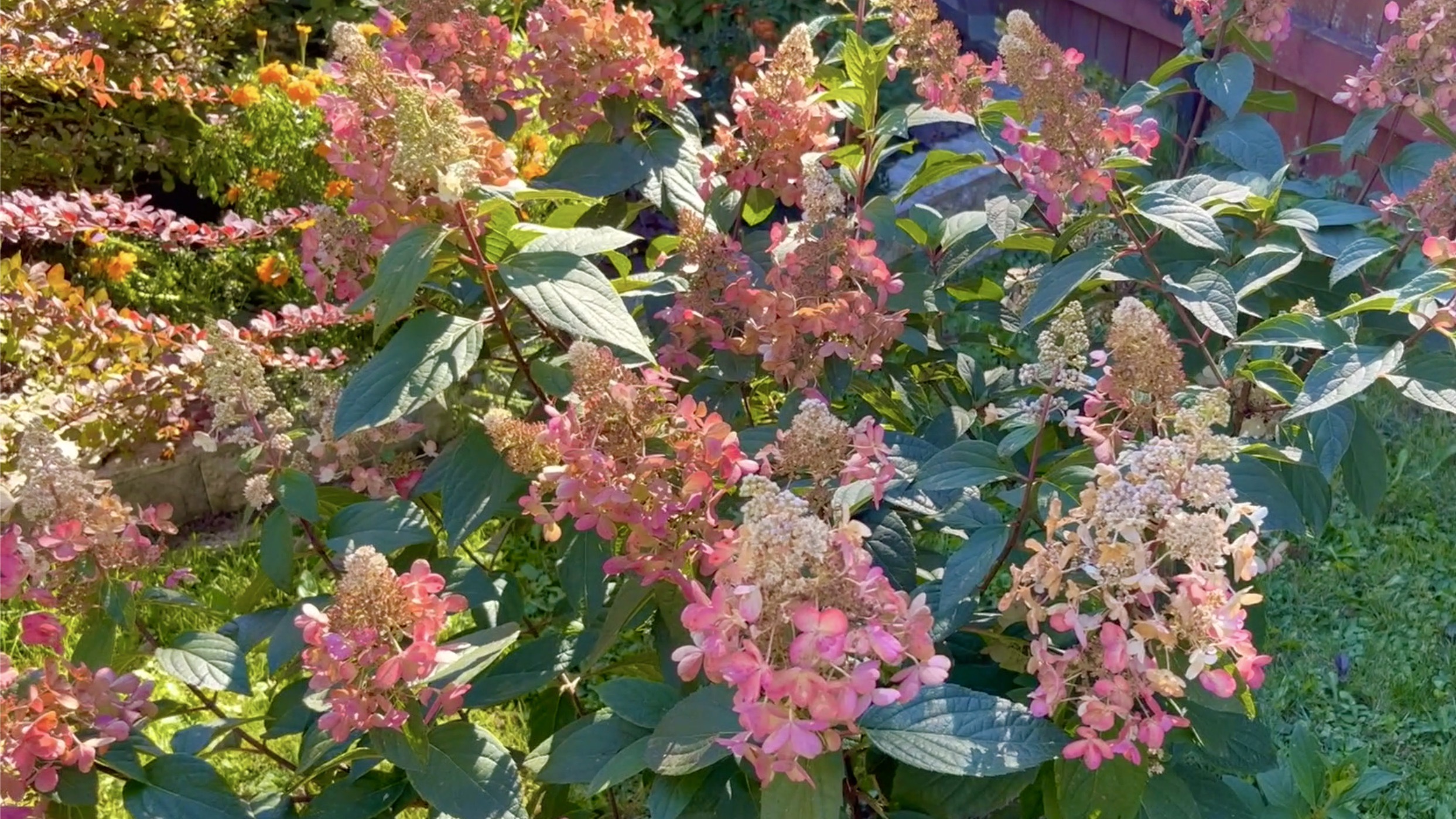 БУЗИНА БЛЕК ЛЕЙС / ГОРТЕНЗИИ МЕТЕЛЬЧАТЫЕ / ДЕЛЕНИЕ ХОСТ / НОВАЯ КЛУМБА. Первые заморозки.