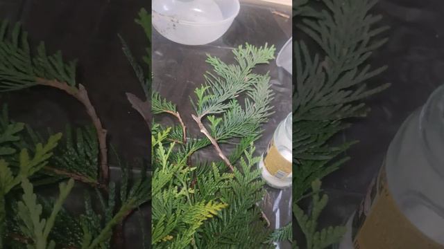 Размножение Туи. Продолжение 1 видео смотреть онлайн