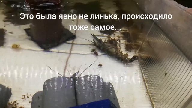 Разведение раков. Печальный опыт. смотреть онлайн