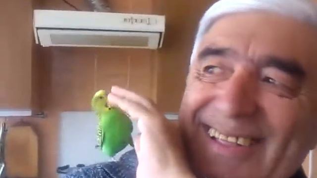 Избалованный волнистый попик Арчик смотреть онлайн