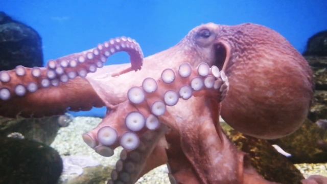 ???????????МОСКВАРИУМ. МОСКВА ВДНХ #океанариум #Москвариум #релакс #подводныймир