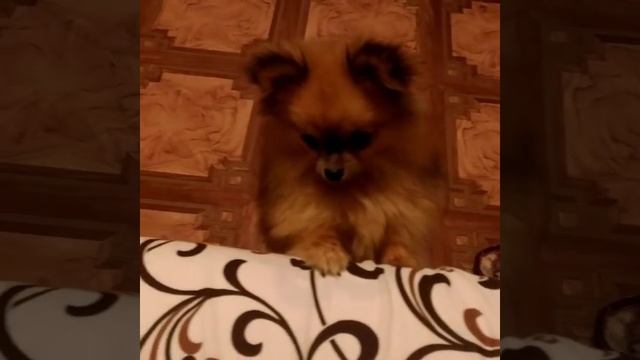 Шпиц. Как уговорить маму взять его на кровать . Прикол ))) смотреть онлайн