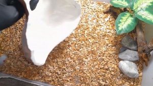 Обустройство террариума для эублефара. Как обустроить террариум для эублефара