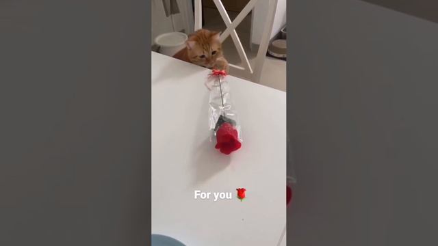 Вам просили передать смотреть онлайн