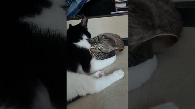 Осторожно, очень мило! Слабонервным не смотреть!🥰 смотреть онлайн