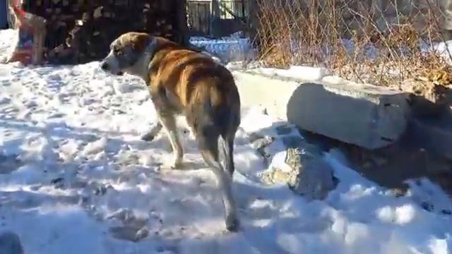 Бугай Алабай. Шакира, дочка Валдая и её дружбан Рэм. смотреть онлайн