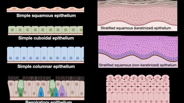 Introduction to Histology смотреть онлайн