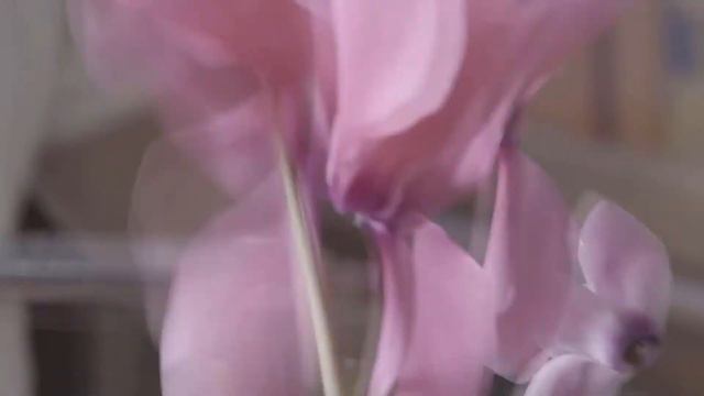 The Flower - Anger management for parents! смотреть онлайн