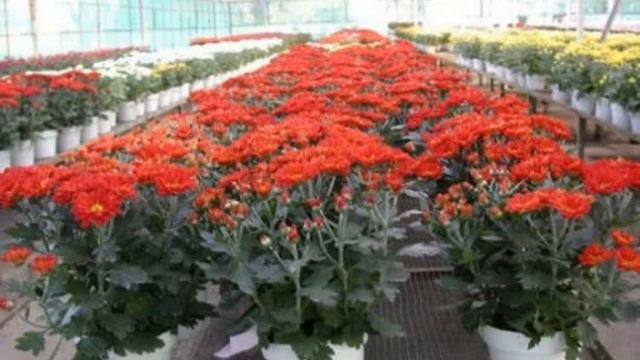 INILAH Rahasia!! 7 Cara Budidaya Bunga Aster Dalam Pot Dengan Mudah смотреть онлайн