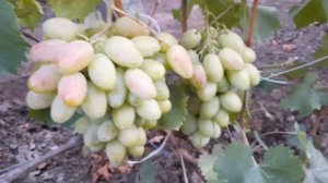 ГФ Винограда ВЗЛЁТ (Калугин В.М.). 14.09.2023г.