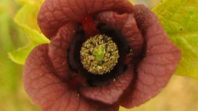 Magnoliids | Wikipedia audio article смотреть онлайн