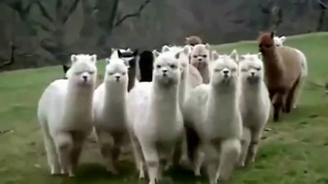 Приколы о животных. Смешное видео. смотреть онлайн