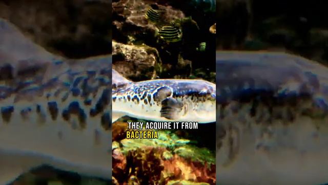 What happens if you eat the most poisonous fish? 🐟 Animal Kingdom #1 смотреть онлайн