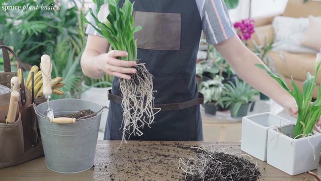 How to Grow and Care for Calla Lily - Plants Indoors смотреть онлайн