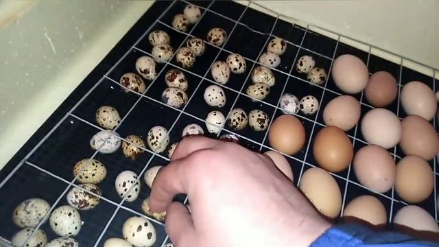 Совместная инкубация куриных и перепелиных яиц. смотреть онлайн