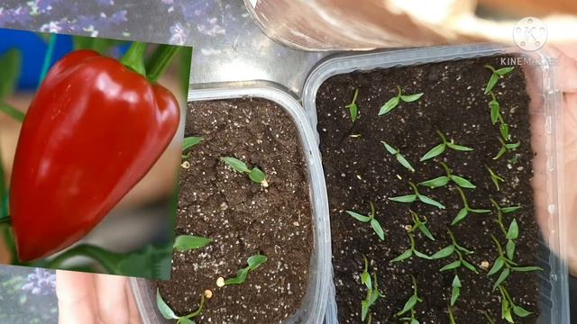 Как получить приземнистую крепкую рассаду перца. смотреть онлайн