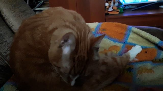 Кот Том моется !!!!@☆☆☆☆☆☆☆♡♡♡ смотреть онлайн