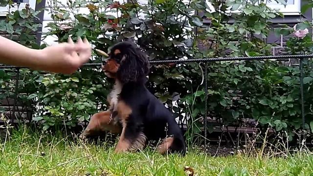 Первые командочки ✨🙏💫/ Кавалер Кинг Чарльз спаниель 🐕 смотреть онлайн