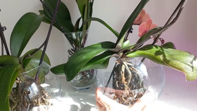 Купили орхидеи без цветов? Какой казус может случится??♀? смотреть онлайн