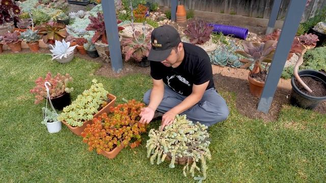 How to handle Sedum Burrito and other delicate succulents | LP BITES смотреть онлайн