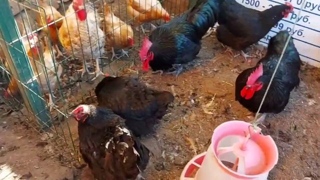 Куры породы Черный австралорп. Чудо яйцо от австралорпов.