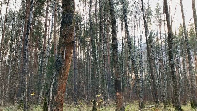Звуки Природы: Скрип Деревьев, Ветра и Таинственный Крик Совы для Медитации и Сна. смотреть онлайн