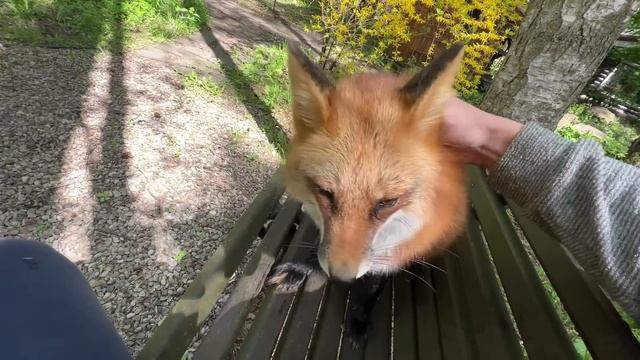 Ли Сяо / Alice the Fox Лиса Алиса (Жизнь лисы в кабинете) смотреть онлайн