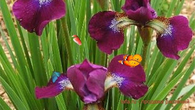 Ирис сибирский Хаббард (iris sibirica hubbard) ? Хаббард обзор: как сажать, саженцы ириса Хаббард смотреть онлайн