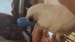 мичуринская Чайка( осень 2020г.)