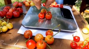 Дюк Призвание