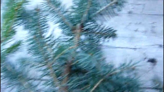 Отличие Ели колючей Глаука от Ели обыкновенной. Как отличаются саженцы ели колючей и обыкновенной? смотреть онлайн