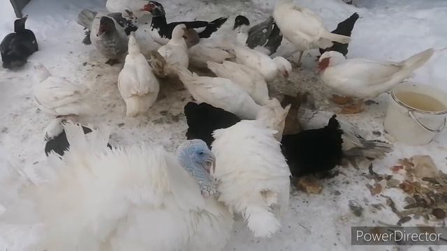 Мороз -25, куры, индоутки, гуси, индюки гуляют. Содержание птицы зимой. смотреть онлайн