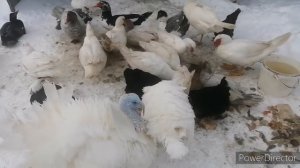 Мороз -25, куры, индоутки, гуси, индюки гуляют. Содержание птицы зимой.