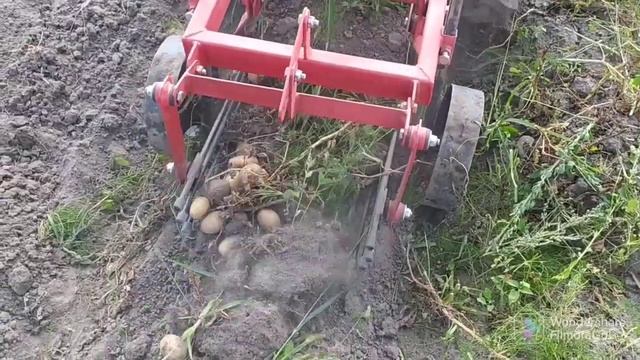 Картофелекопалка КМ 1 с мотоблоком МТЗ, урожай соседей 2022 г. смотреть онлайн