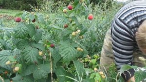 Малина ремонтантная Геракл