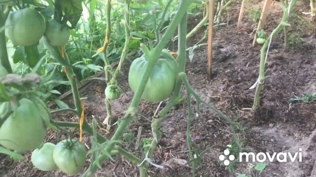 Индийский бегунок/Утка отлично высиживает утят/ Я осталась довольна пополнением смотреть онлайн
