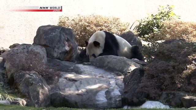 A Mother Pandas Love - Panda Documentary смотреть онлайн