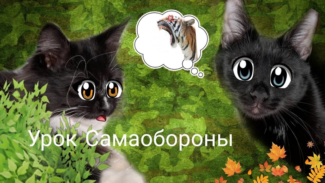 Школа-Котов-Урок-Самообороны часть 2 смотреть онлайн