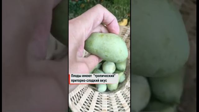 Банан северный Пау-пау смотреть онлайн