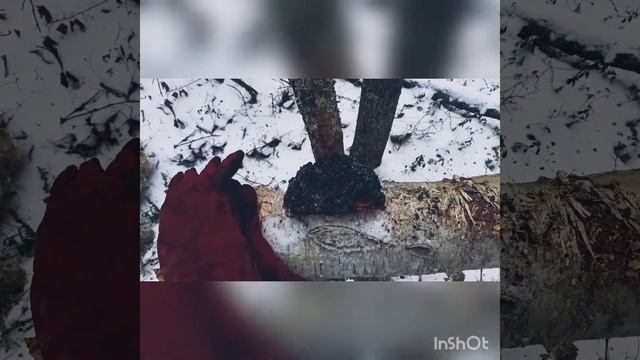Сбор чаги, нашел много чаги смотреть онлайн