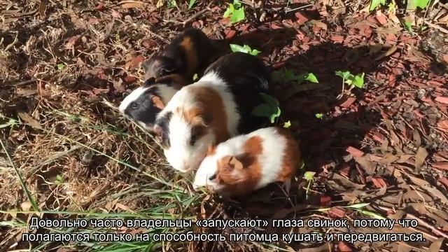 Зрение морских свинок смотреть онлайн